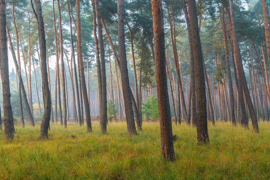 Pine Forest, Germany, Europe