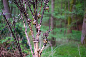 Snails climbing on plant high
