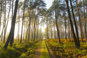 Path through pine forest on misty morning, Germany, Europe