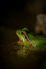 European tree frog, Hyla arborea,