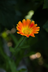 Wild white medicinal calendula. - Image