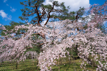 京都御苑の枝垂れ桜