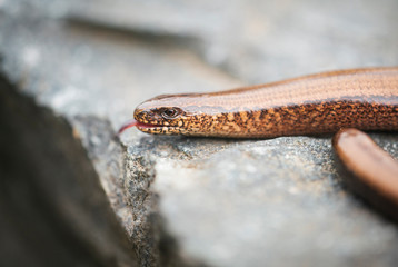 Fototapeta premium Slowworm; Anguis fragilis