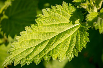 A close up of a nettle leaf, with a shallow depth of field