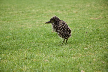 Closeup of Nankeen Night Heron (Nycticorax caledonicus) baby on grass