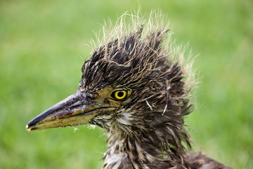 Closeup of Nankeen Night Heron (Nycticorax caledonicus) baby on grass