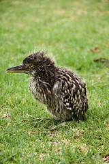 Closeup of Nankeen Night Heron (Nycticorax caledonicus) baby on grass