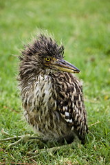 Closeup of Nankeen Night Heron (Nycticorax caledonicus) baby on grass