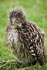 Closeup of Nankeen Night Heron (Nycticorax caledonicus) baby on grass