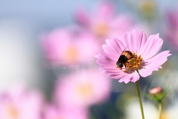 コスモスと花虻です