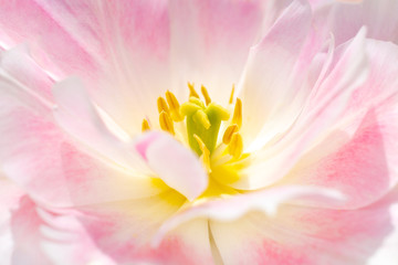 Naklejka na ściany i meble Tulip flower close up