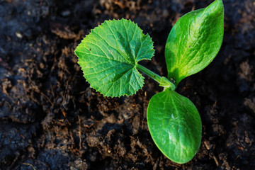 Sprout