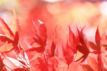 紅葉と玉ぼけです