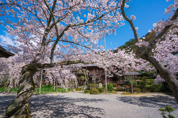京都　毘沙門堂の桜