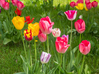 Tulpenwiese im Frühling