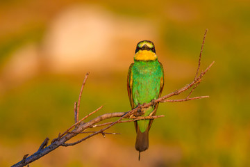 Colorful bird. Nature background. European Bee eater. Merops apiaster.