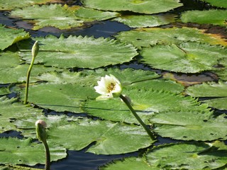 Wasserlilie Bacalar Mexiko © Szarka