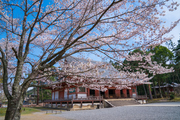 京都　醍醐寺の金堂と桜