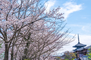 京都　ねねの道の桜と八坂の塔