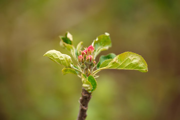 apple flower buds on tree in spring garden.