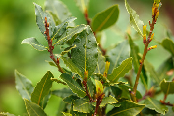 laurel tree with bay leaves, Laurus nobilis.