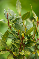 laurel tree with bay leaves, Laurus nobilis.