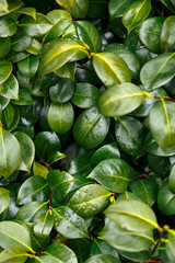 Camellia green leaves background after blossom in late spring garden.