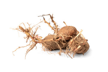 Sprouted potatoes isolated on white background.