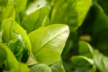 common sorrel, Spinach Dock, Rumex acetosa, growing in garden.