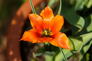 single red tulip with pointed petals in spring garden.