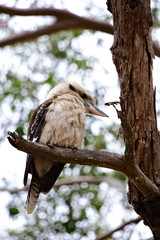 Kookaburra sitting on a branch..