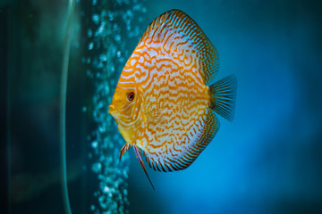 tropical pigeon discus fish in aquarium