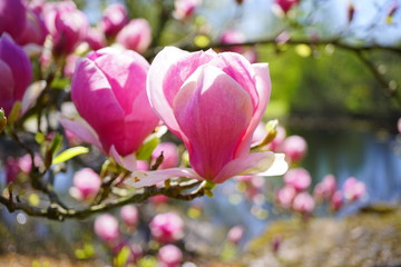 Beautiful pink magnolia. Indirect magnolia.  Soulange magnolia