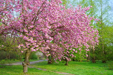 Pink flowering tree over nature background - Spring tree -  Spring landscape. Closeup view o flower cherry blossoms, prunus serrulata