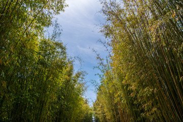 Looking up at the sky among the bamboo forest
