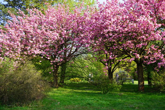 Pink flowering tree over nature background - Spring tree -  Spring landscape. Closeup view o flower cherry blossoms, prunus serrulata