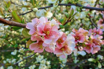 Flowering quince - Chaenomeles speciosa - selective focus