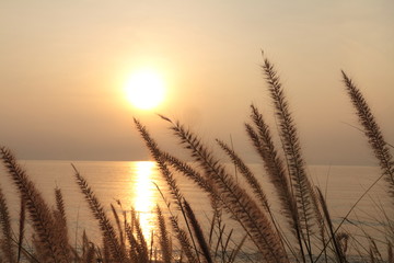  Sun rays shining through dry reed grasses on beautiful tropical beach,grass flower on the beach at summer sunset time