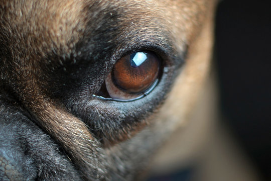Close up of big amber eye of a brown French Bulldog dog on black background