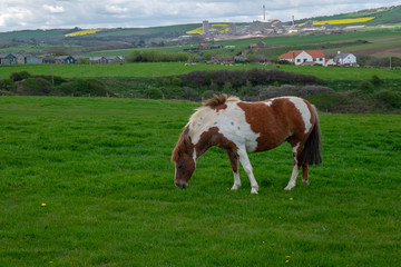 Fototapeta na wymiar horses grazing in a meadow