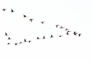 Flock of migration white-fronted geese flying in V-formation, Germany, Europe