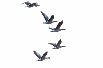 Greylag geese, Germany, Europe