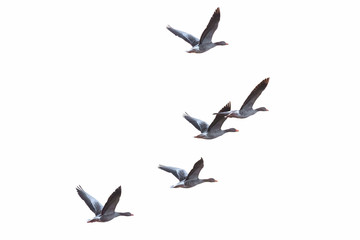 Greylag geese, Germany, Europe