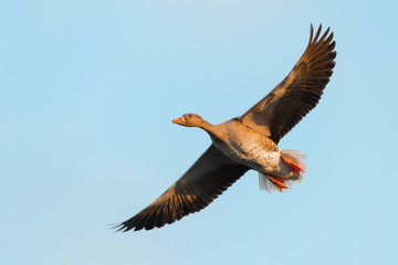 Greylag goose, Germany, Europe