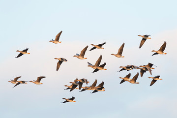 Flock of migration bean geese, Germany