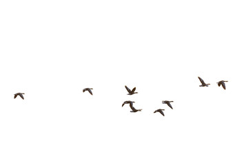 Greylag geese, Germany, Europe