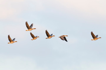 Flock of migration bean geese, Germany