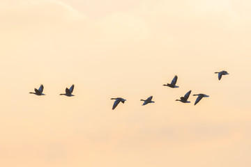 Flock of migration bean geese at sunset, Germany