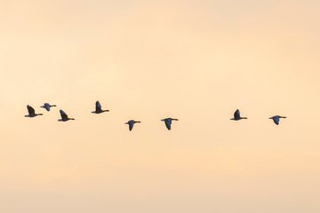 Flock of migration bean geese at sunset, Germany