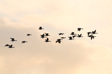 Flying bean geese at sunset, Anser fabalis, Germany, Europe
